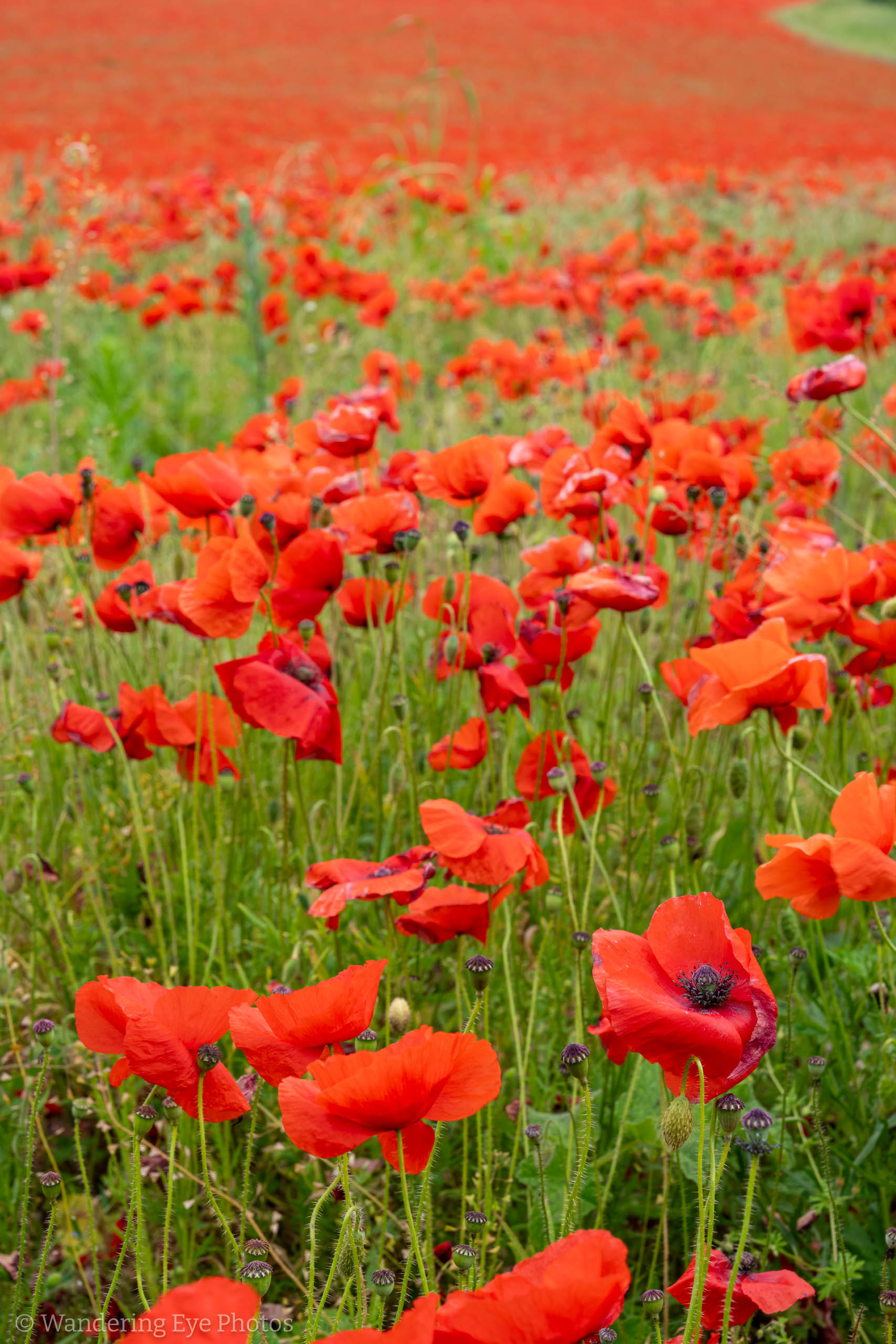 06.28 11.18.32   DSC08541